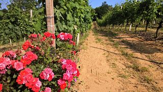 Wine tasting and tour at Azienda Agricola Cà di Tulin