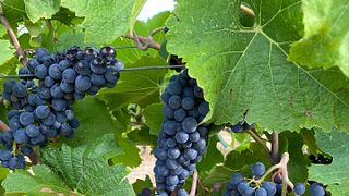 Full Experience Plus : 4 dégustations de vin, dont 1 vin Riserva.