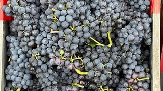 Prinz Salm Winery