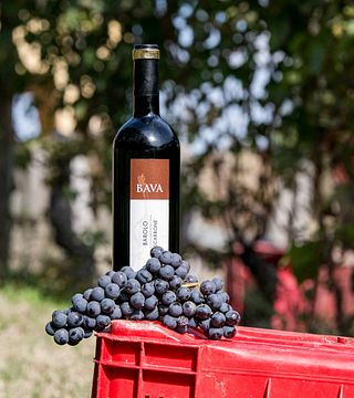 Dégustation et visite de vins populaires à la Cantine Bava