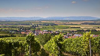 Rheinhessen Wine & Vineyard Journey at Weingut Hauck