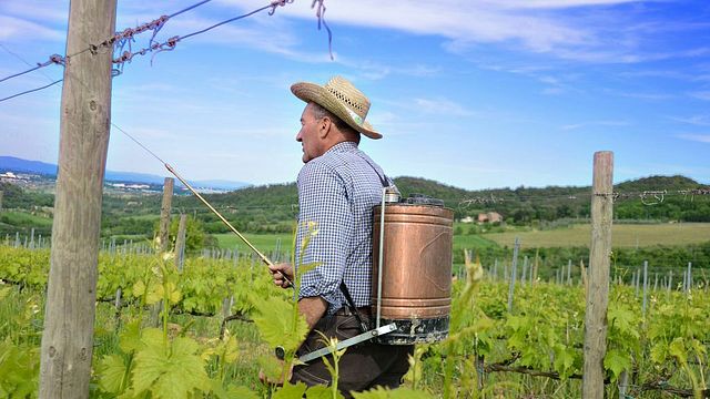 Degustazione e tour di vini a Salcheto