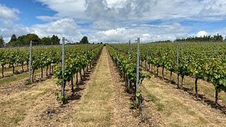 Visita e degustação no Tuffon Hall Vineyard
