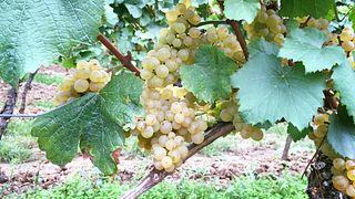 Scenic Vineyard Hike with Wine Tasting