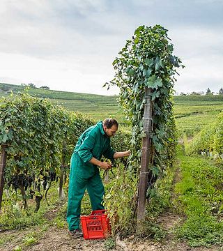 Barolo Al Plurale på Morra Diego
