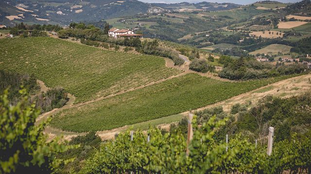 Visite et dégustation de vins à l'Azienda Agricola Fiorentini Vini