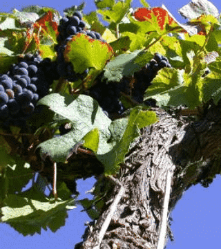 Übernachten Sie im Herzen des Weinbergs im Domaine de la Désoucherie