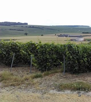 Champagne Baron-Fuenté: A Legacy of Quality