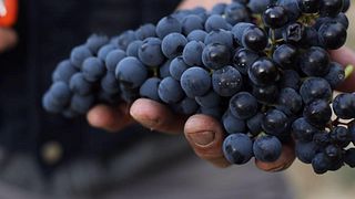 Bodegas Bhilar: A Boutique Winery in Rioja