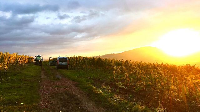 Domaine Frédéric Mochel: A Legacy of Alsace Winemaking