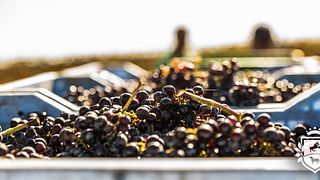 Sicily Harvest: Barone Sergio Wine Tour & Tasting