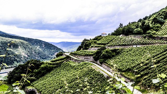 Weingut Robert König