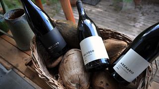 Degustazione e tour di vini a Poggio Cagnano