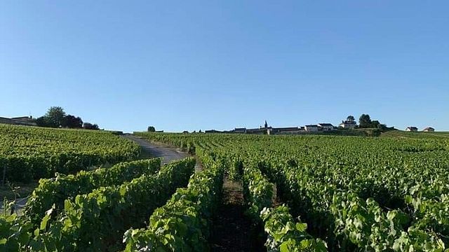 Champagne Philippe Glavier