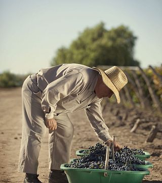 Vinprovning och rundtur på Bodegas Y Viñedos Crotta