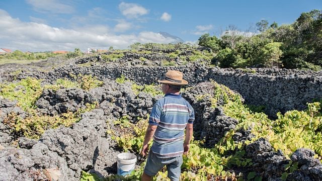 One, Two, Terroir – Dégustation de vins à la coopérative viticole de l'île de Pico - Picowines