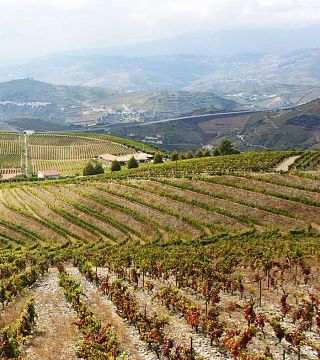 Tour privato premium della valle del Douro: visita 2 cantine, con pranzo e giro in crociera sul fiume