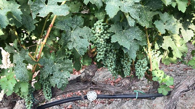 Degustação e Tour de Vinhos Finos