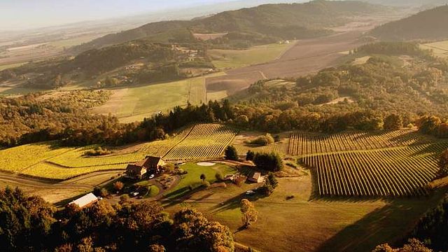 Dégustation de vins classiques et visite de Youngberg Hill