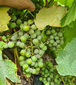 Bodega Sossego