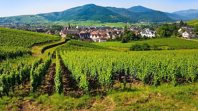 Mont St. Odile Discovery & Wine Tasting Tour