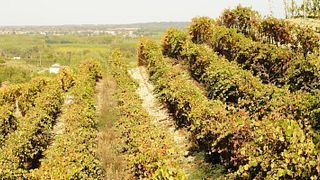 Degustazione e visita presso Franco Ivaldi