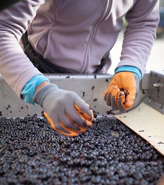 Degustação de 3 vinhos e 2 denominações de origem