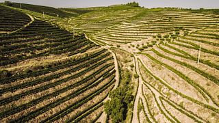 Quinta Vale d'Aldeia: Exceptional Wines from the Douro Valley