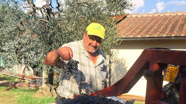Cata de vinos y visita guiada en Poggio al Bosco