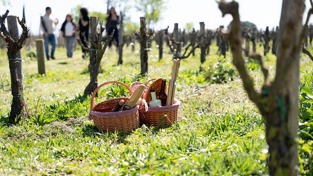 Picnic gourmet e degustazione di vini tra le vigne