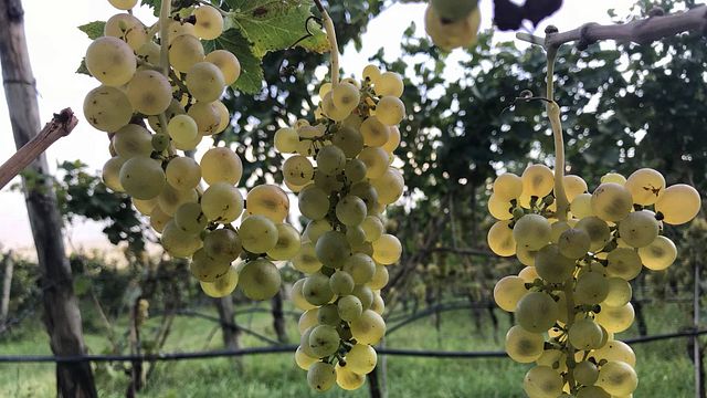 Degustación de vinos y recorrido en Azienda Agricola Salvetta.