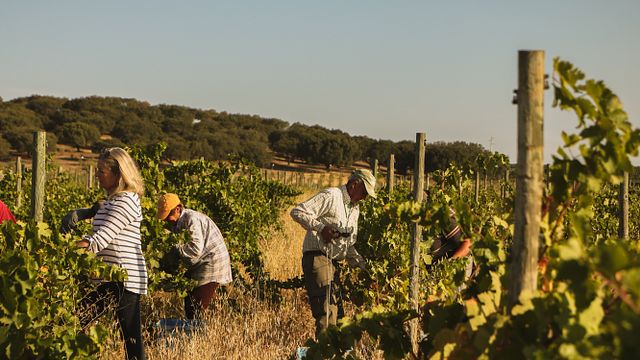 Vinprovning och rundtur med en oenolog på Azamor Wines