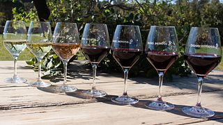 Assaggia 9 vini nel cuore dei vigneti dell'Empordá presso l'azienda vinicola Terra Remota