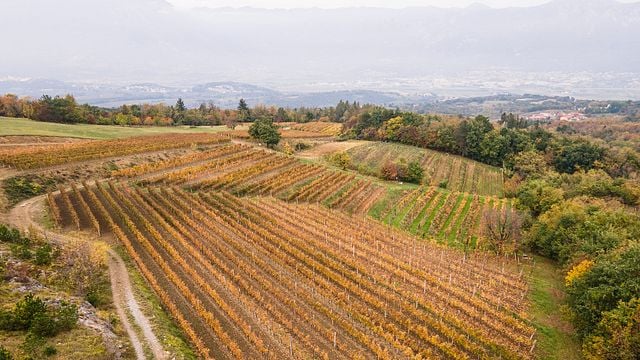 Dégustation de vins et visite à Posestvo Štokelj