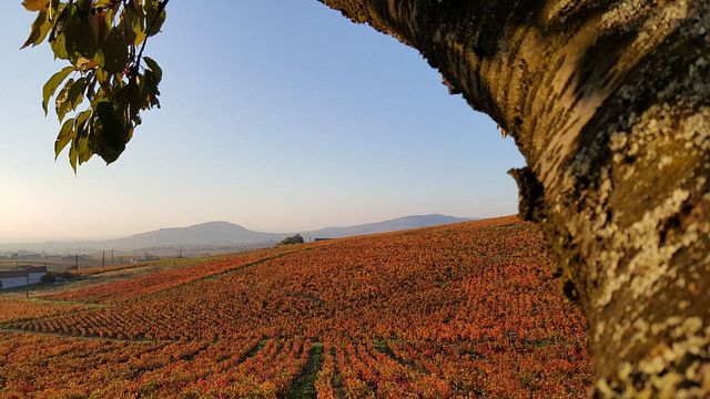 Wine tasting and tour at Domaine de la Ronze
