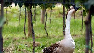 Fasoli Gino Winery
