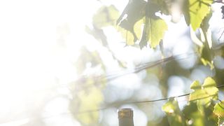 Langhe Discover the Borgogno Family"s Wines