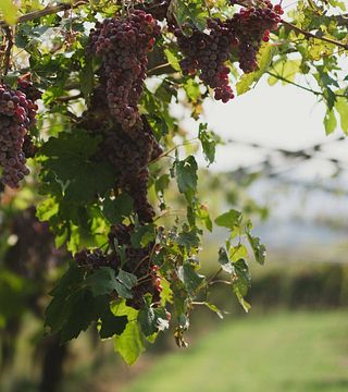 Degustação de vinhos Riserva no Accordini Igino