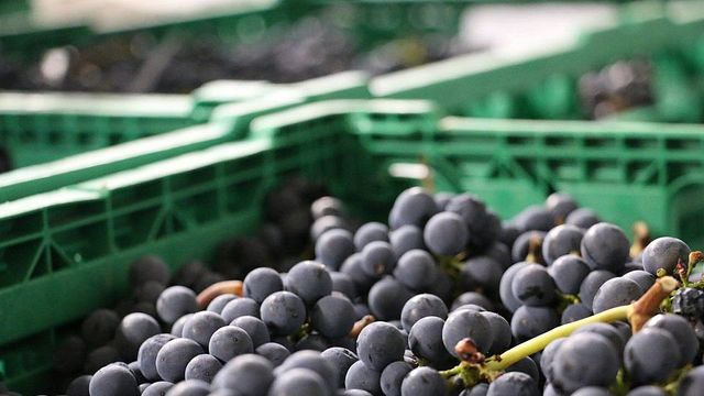Dégustation et visite de vins au Domaine La Colombe