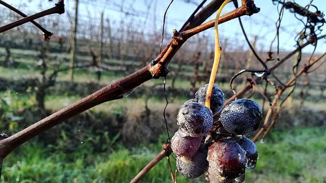 Cata de vinos y visita guiada en Marco Canato