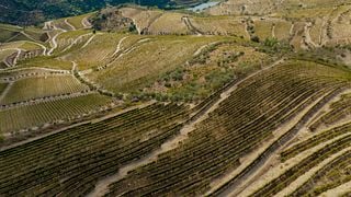 Dégustation de vins et visite à Quinta Do Panascal