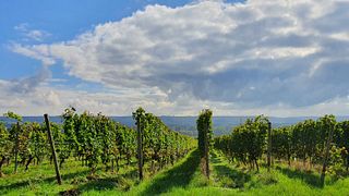 W. E. Frank Wines