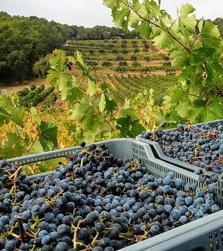Entdecken Sie den Charme des Priorats bei einer Weinverkostungstour im Celler Crivellé i Valls