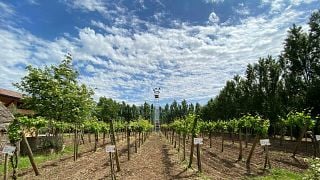 Degustação de Vinhos Premium e Tour na Antica Masseria Venditti