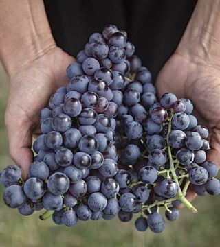 Valpolicella : Visite guidée du château d'Amarone et dégustation de vins
