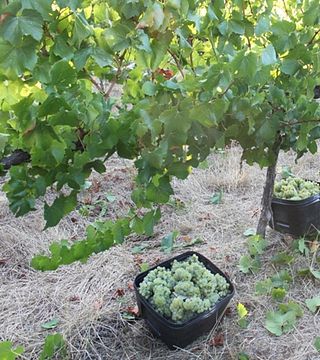 Vinprovning och rundtur på Evoi Winery