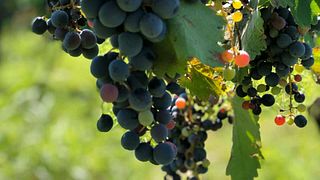 Cata de vinos y tour en Artana Wines