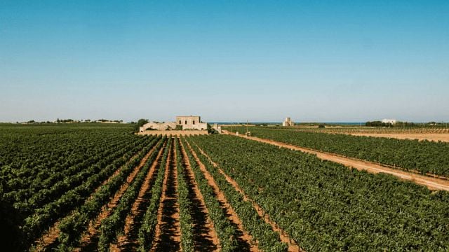 Discover Puglia Wines on a Vineyard & Cellar Tour