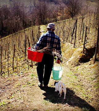 Viticoltori Associati di Vinchio Vaglio Serra