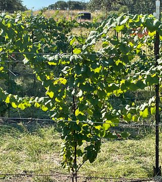 Degustazione di vini e tour presso l'azienda vinicola Esperanza